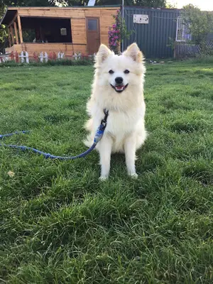 İnanoğlu Köpek Eğitim Üretim Çiftliği fotoğrafı