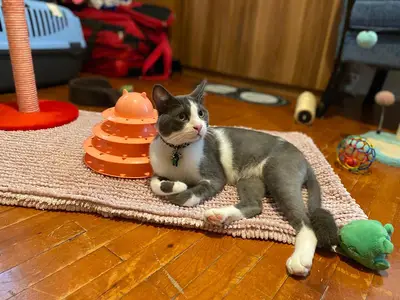 etimesgut kedi oteli fotoğrafı