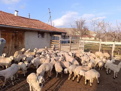 Dere Besicilik fotoğrafı