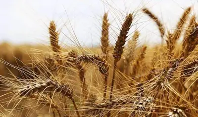 Merkez Sığırcılık Tesisi