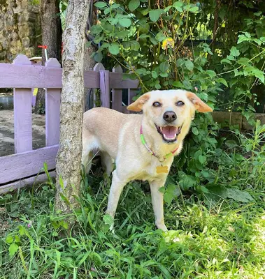 Kedi Kuş ve Küçük ırk köpek pansiyonu fotoğrafı