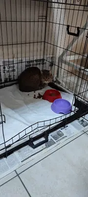 kedi köpek hayvan ultrasonu