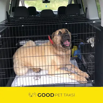 İstanbul Good Pet Taksi / Transfer