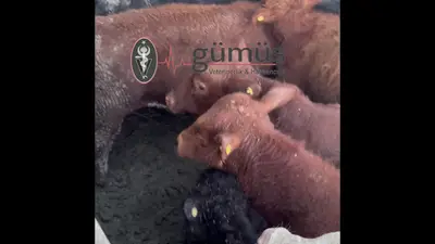 GÜMÜŞ BESİ ÇİFTLİĞİ
