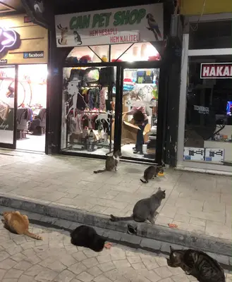 BiziM PetShop