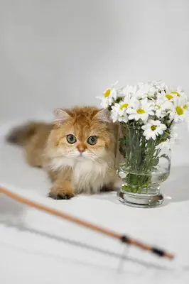 KEDİ PANSİYONU KEDİ BAKICISI fotoğrafı