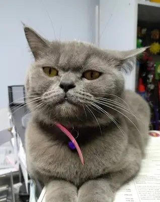 Aşk Veteriner Kliniği fotoğrafı