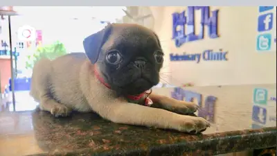 PETLAND VETERİNER KLİNİĞİ fotoğrafı