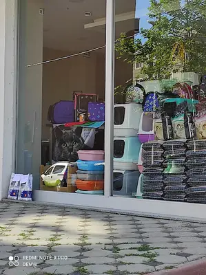 BY KONTES PETSHOP (PET SHOP)