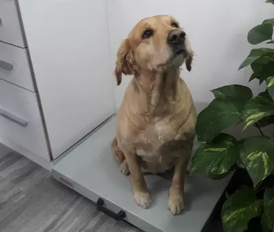 PET LİFE İZMİR VETERİNER KLİNİĞİ fotoğrafı