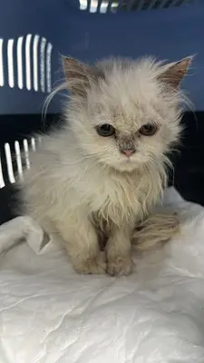 Boğaziçi Veteriner Kliniği fotoğrafı