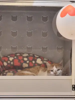 Royal Vet Clinic