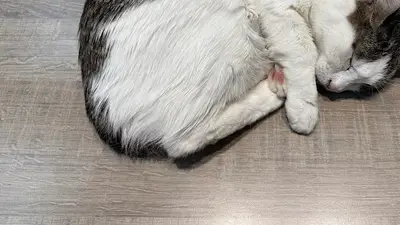 Küçükpark Doğa Veteriner Kliniği