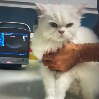 Ulukent Veteriner Kliniği
