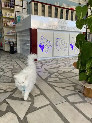 Aynacı Veteriner Kliniği