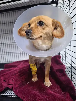 Deva Veteriner Kliniği