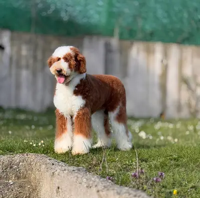 Vogue pet