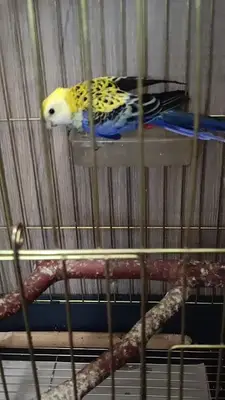 Atlantis Petshop