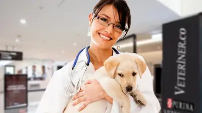 doguhan veteriner fotoğrafı