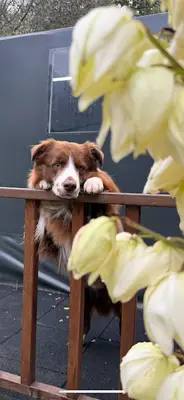 Ali Yeşilırmak Dog Academy
