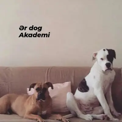Ər Dog Academy