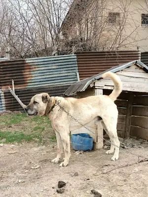 Özel Kangal Köpek Çiftliği, Kangal Köpek Çiftliği Sivas fotoğrafı