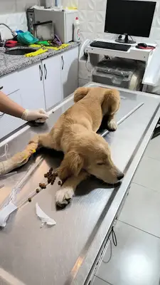 EGE Veteriner Kliniği | BERGAMA