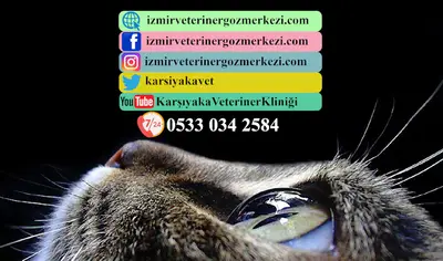 İzmir Veteriner Göz Merkezi fotoğrafı