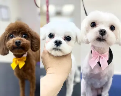 Pawfect Pet Grooming fotoğrafı