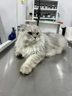 Petunya Veteriner Kliniği