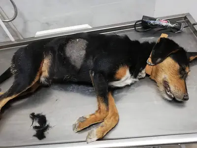 Güngör Veteriner Kliniği