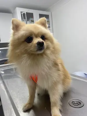 Çınarcık Teti Veteriner Kliniği