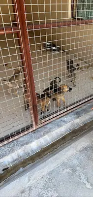 Urla Belediyesi Geçici Hayvan Barınağı ve Rehabilitasyon Merkezi fotoğrafı