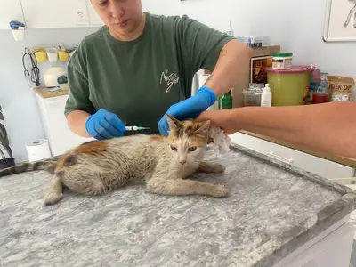 GizAta Veteriner Kliniği