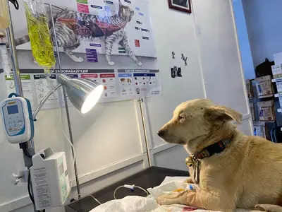 Dost Veteriner Kliniği