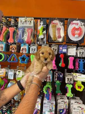 Bursa Satılık Yavru Köpekler fotoğrafı