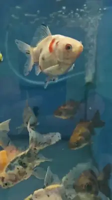 Pati mati petshop
