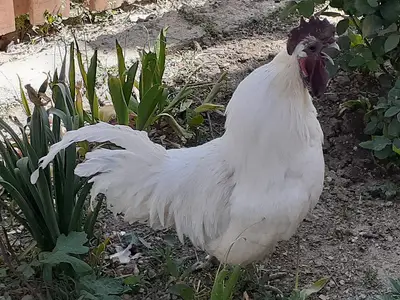 Doğa Kanatlı Hayvancılik fotoğrafı