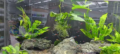 Kaya petshop