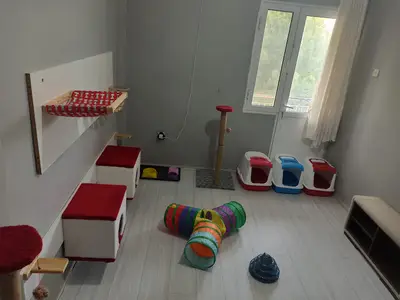 Zeus kedi oteli fotoğrafı