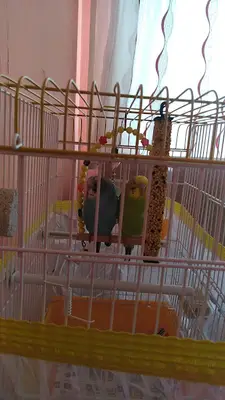 Hacidayi Pet Shop
