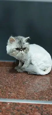 MyPet Veteriner Kliniği