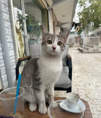 Ares Veteriner Kliniği