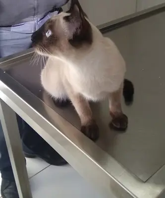 Pet Klinik Gül Arslan