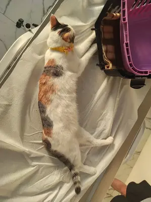 Tire Robin Veteriner Kliniği