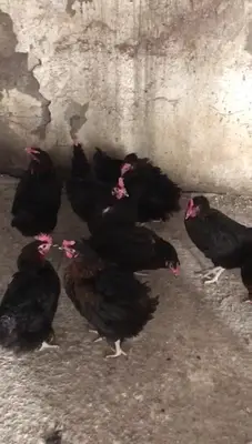 Büyüktavukçuluk L.T.Ş
