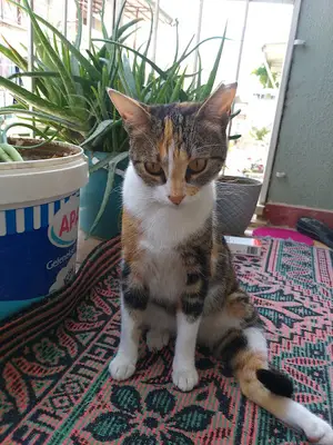 Bornova Belediyesi Kedi Kliniği