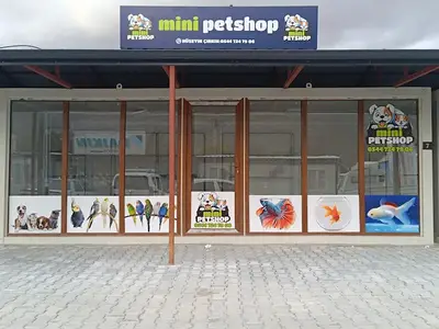 Elbistan Muhabbet kuşu üretim