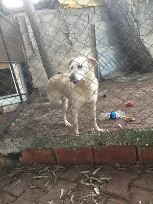 Reha Köpek Pansiyon Rehabilitasyon ve Eğitim Merkezi
