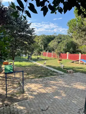 Tatlı Patiler Pet Otel fotoğrafı